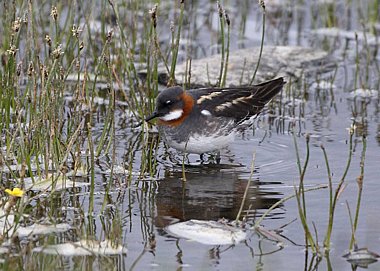 Birdwatching Holiday - Shetland and Orkney