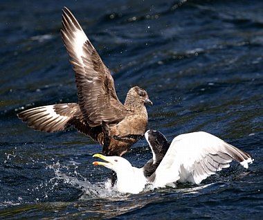 Birdwatching Holiday - Shetland Wildlife in Summer