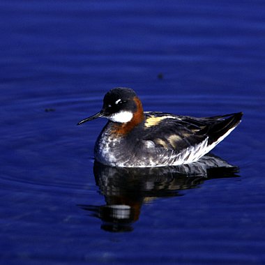 Birdwatching Holiday - Shetland Wildlife in Summer