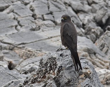 Birdwatching Holiday - Skyros 