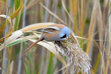 Birdwatching Holiday - NEW! Slovakia