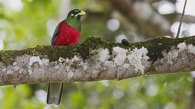 Birdwatching Holiday - South Africa - Kruger National Park