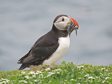 Birdwatching Holiday - South Wales in Summer