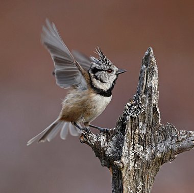 Birdwatching Holiday - Scottish Highlands in Early Spring