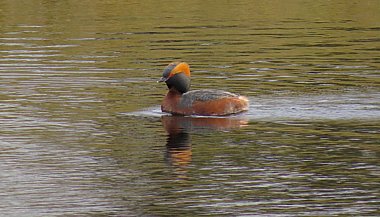 Birdwatching Holiday - Spring into Scotland including Mull