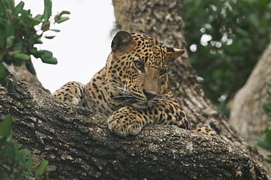 Birdwatching Holiday - Sri Lanka