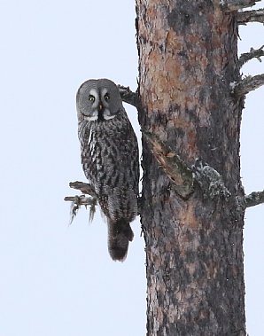 Birdwatching Holiday - Sweden in Winter for birders