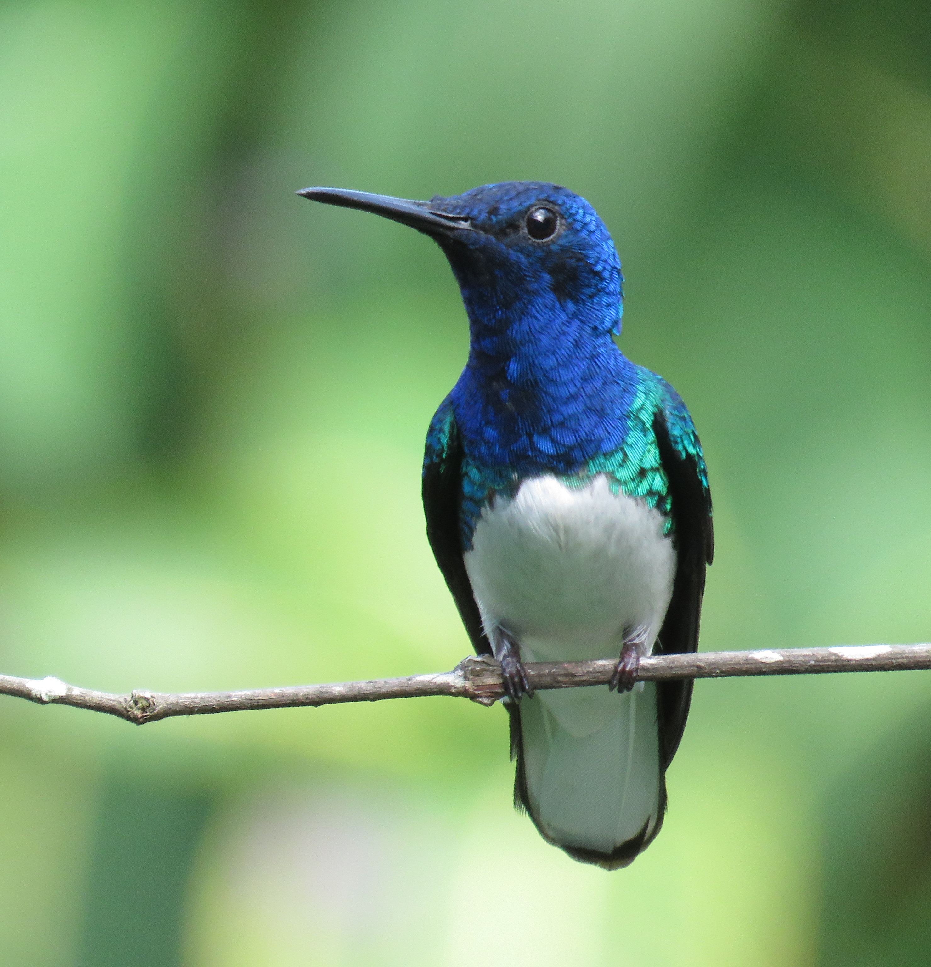 Birdwatching Holiday - NEW! Tranquil Trinidad