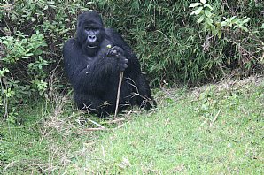 Birdwatching Holiday - Uganda