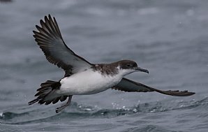 Birdwatching Holiday - Unexplored Orkney 