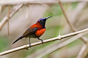 Birdwatching Holiday - Vietnam