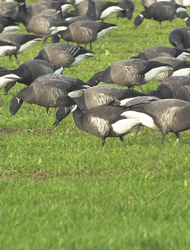 Birdwatching Holiday - West Sussex and Kent in Winter