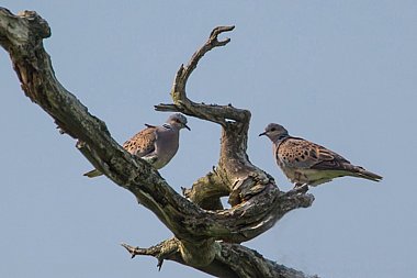 Birdwatching Holiday - NEW! Sussex, Hampshire and Kent in Spring