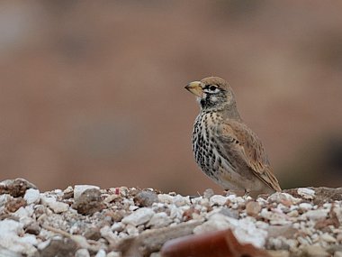 Birdwatching Holiday - NEW! Western Sahara